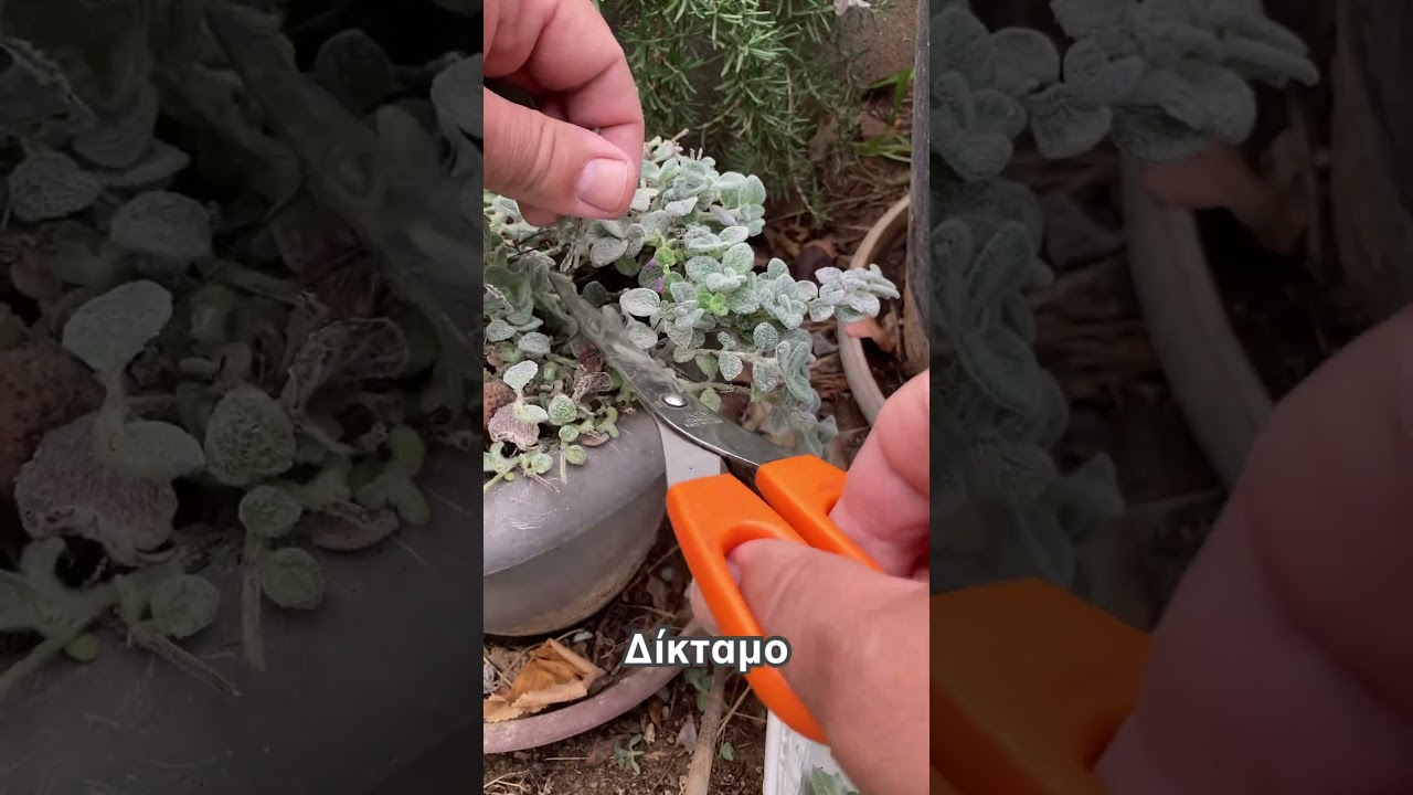&Sigma;&upsilon;&lambda;&lambda;&omicron;&gamma;ή &delta;ί&kappa;&tau;&alpha;&mu;&omicron;&upsilon;