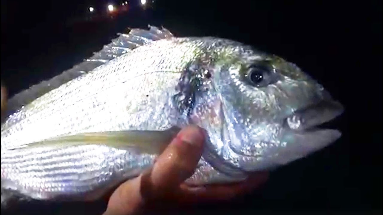 ORATE d'Estate: pesca a fondo con canne da surfcasting Tubertini | Pesca dell'ORATA dalla spiaggia