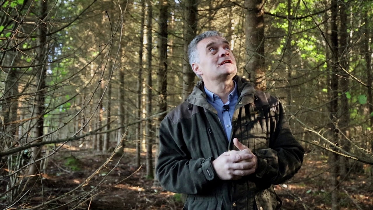 Kāpēc ir svarīgi neaizmirst par mežaudžu retināšanu?  |  Padomi meža īpašniekiem 🌳🪵