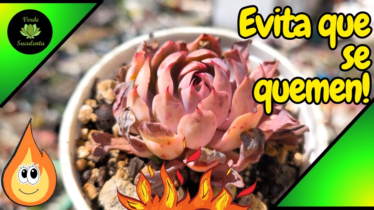 Revisando plantitas que se están QUEMANDO con el SOL tan intenso y qué hago para que no pase más.