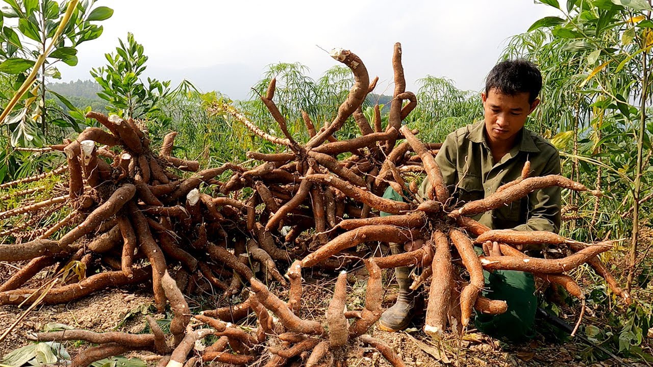 Harvesting cassava fields as winter food for livestock, wild alone, survival - Forest Life CT |Ep 97