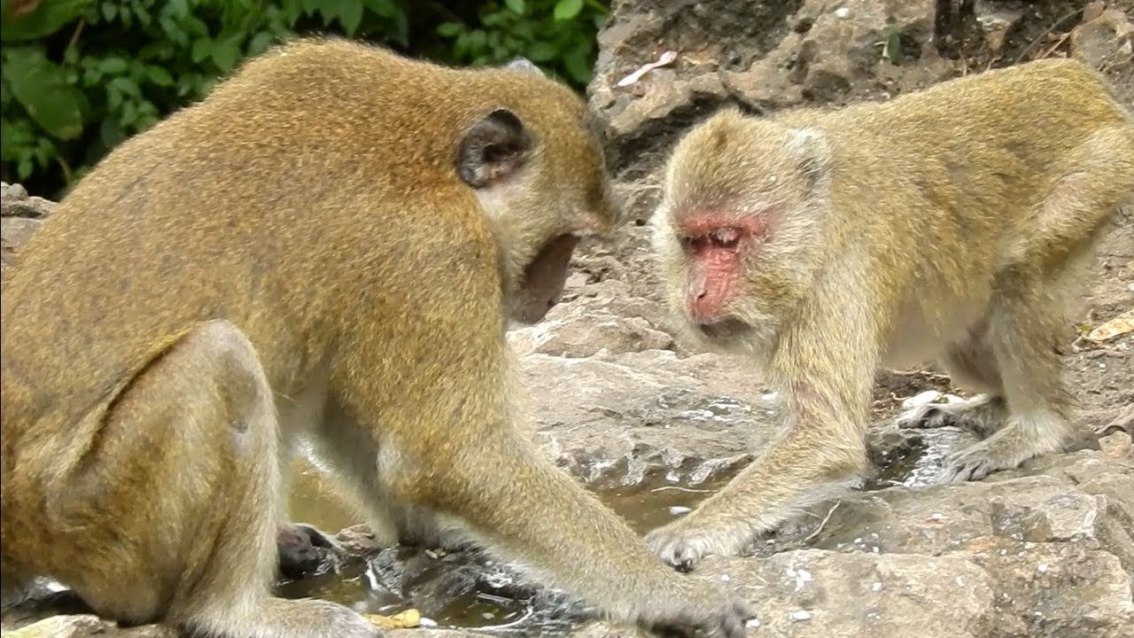 This Male Monkey Honest to Abigail Only Since I See Him First Time, Abigail and Honey
