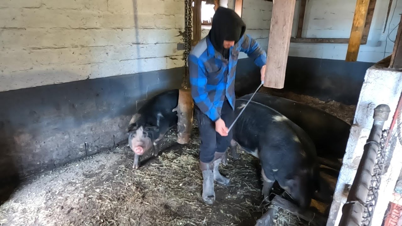 ОКОНЧАТЕЛЬНОЕ ИЗМЕРЕНИЕ! _ Оценка веса свиней! // Whitt Acres