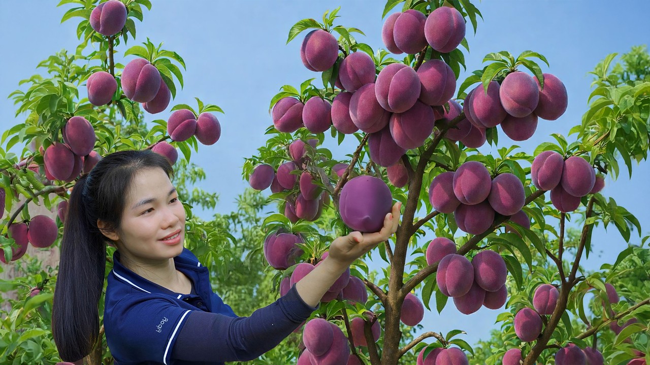 Harvesting Many Wild Sour CHAY Fruits & Selling at the Rural Market | Simple Rural Girl Life