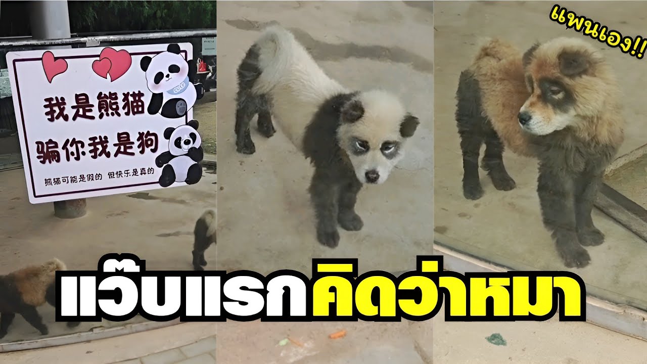 แว๊บแรกคิดว่าหมา อ้อแพนด้านี่เอง สบายใจ ( รวมฮาพากย์ไทย ) EP.72