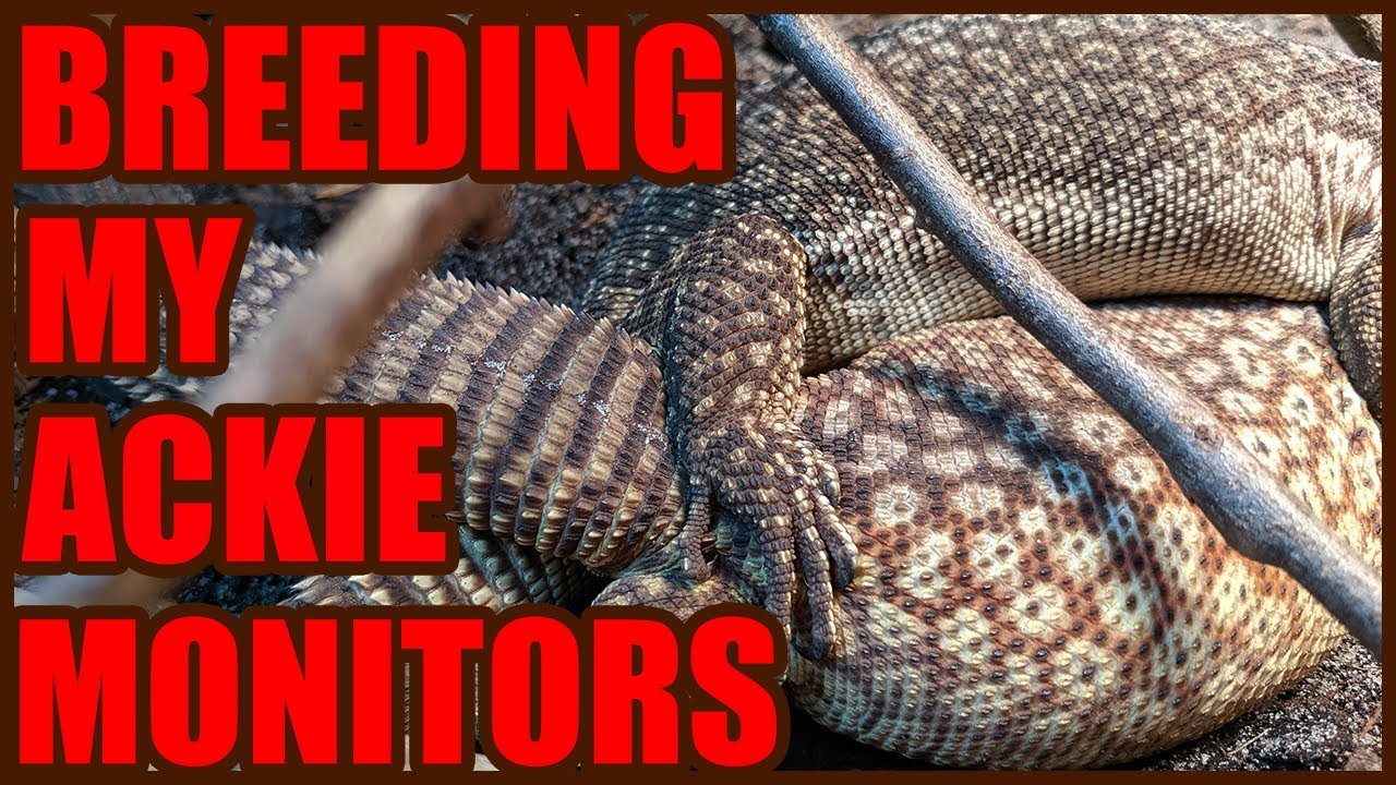 Breeding My Ackie Monitors | SO NERVOUS!