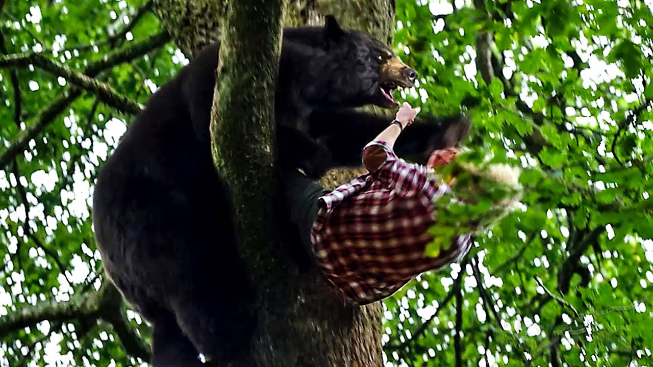 La escena del &aacute;rbol | Crazy Bear | Clip en Espa&ntilde;ol