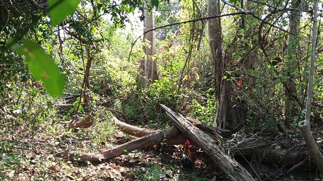 ต่อไก่ป่าอีกแล้ว 