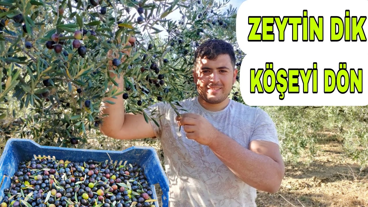 5 DÖNÜM'LÜK 3 YAŞINDA ZEYTİN FİDANLARI KAÇ PARA KAZANDIRDI?~ZEYTİN İŞİNDE PARA VARMI?