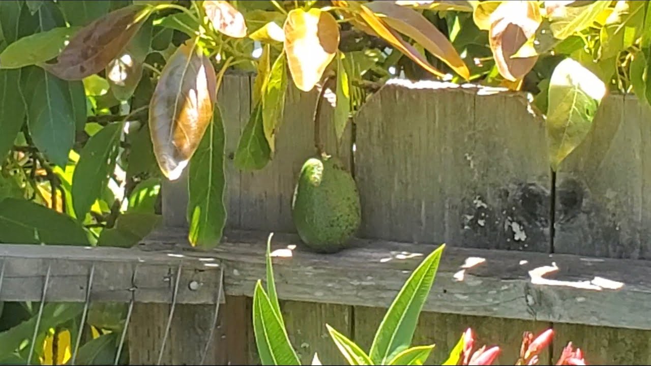Big Hass 🥑Avocado🥑 Tree Survives Ice & Snow?