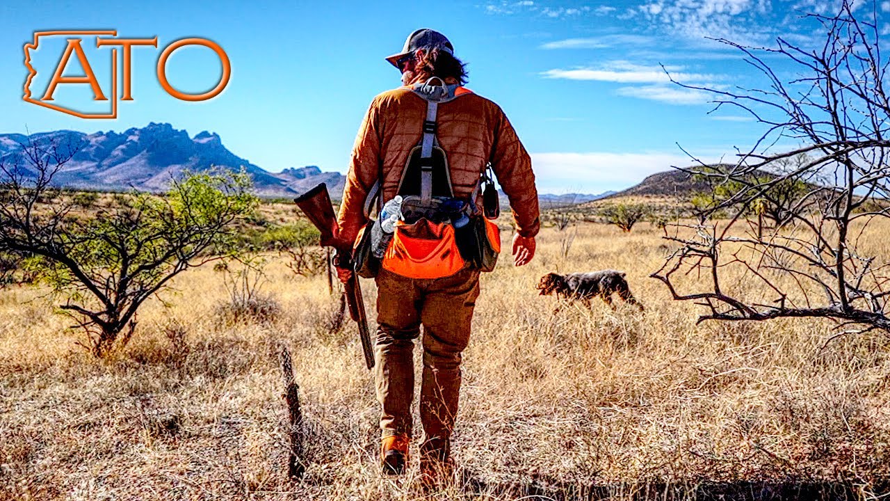 Scale Quail Hunting with Wirehaired Pointing Griffon