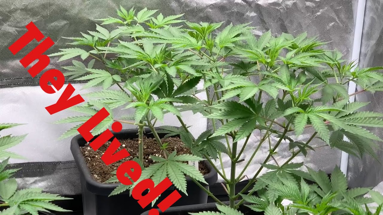 Viparspectra XS 4000 LED Grow Light: Flip to 11:13 Flower Cycle
