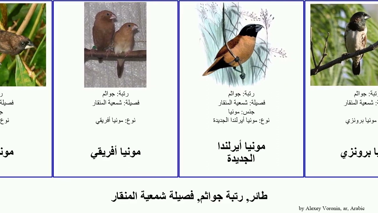 طائر, رتبة جواثم, فصيلة شمعية المنقار مونيا الرأس الأسود الصدر أبيض عصفور رمادي نيغريتا الردف bird