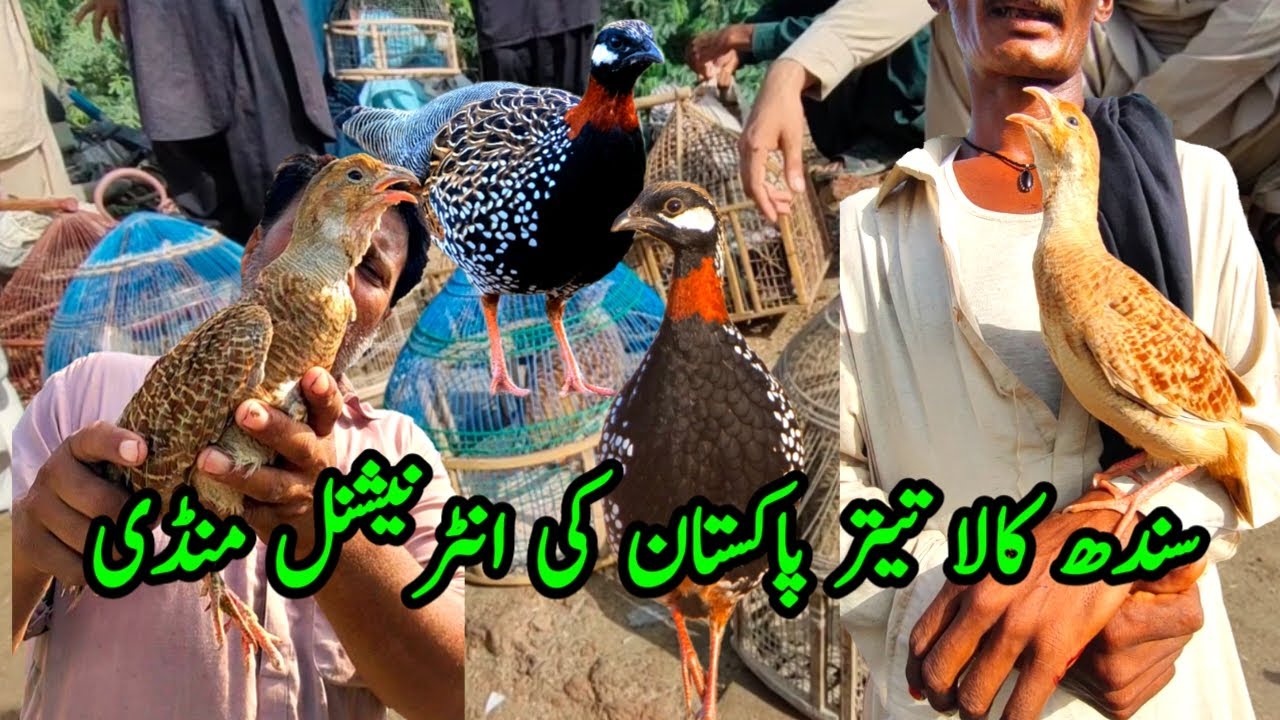 Sindh Irani kala teetar mandi | dakhni Irani kala teetar mandi updates 2024 |