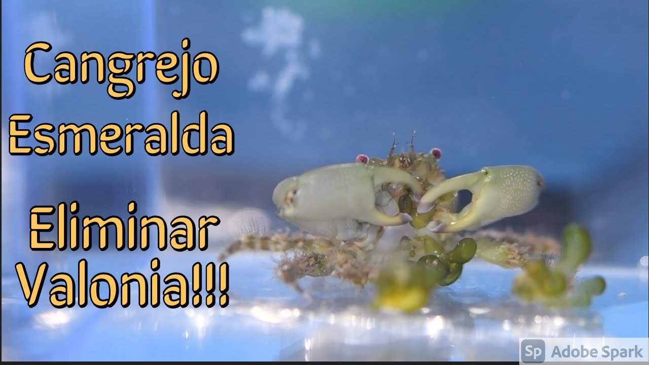 Como eliminar alga Valonia, Cangrejo Esmeralda