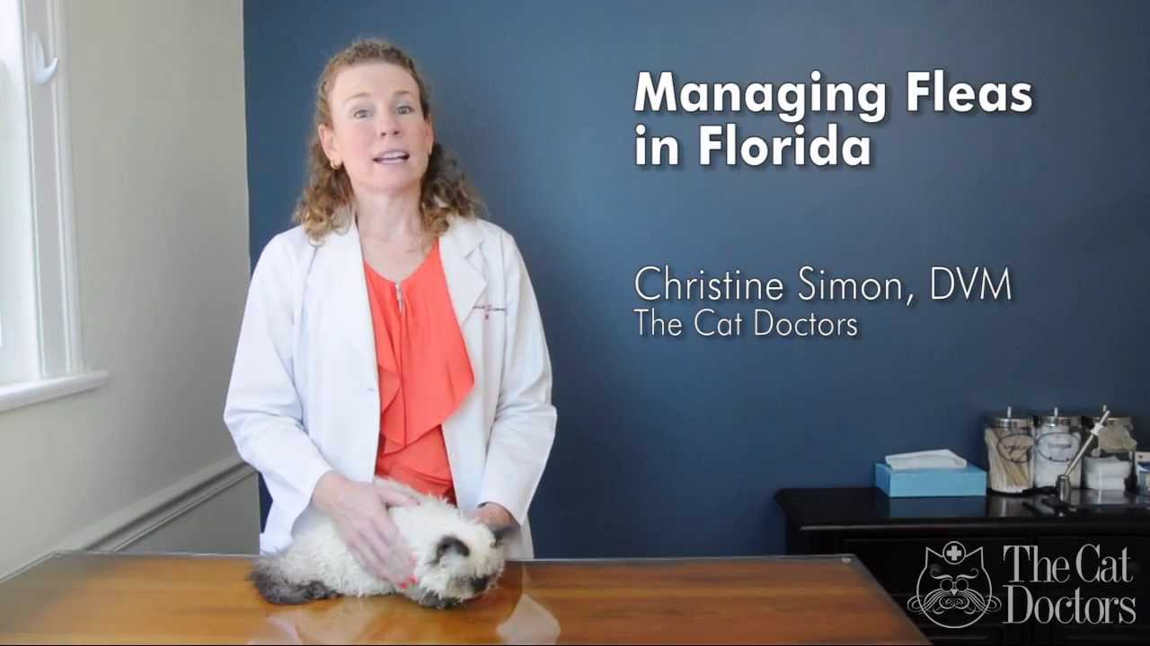 Ask A Vet - What Can I Do To Manage Fleas in Florida?