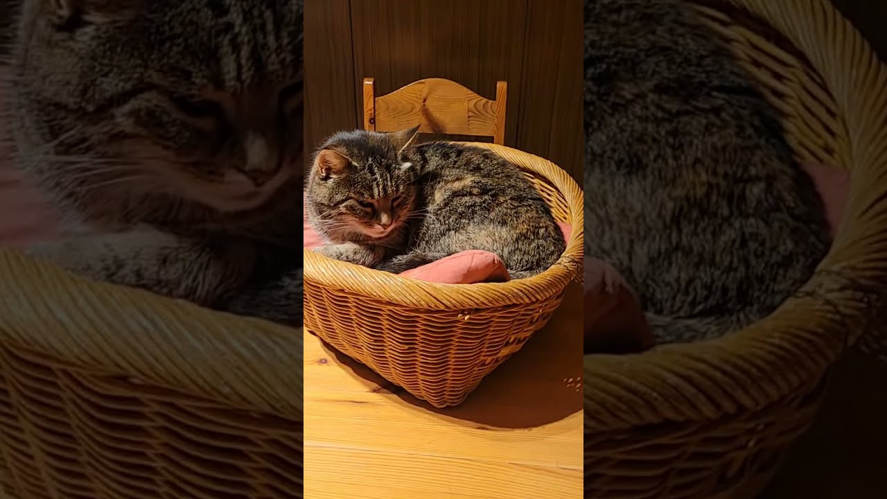 Maui cat is live!