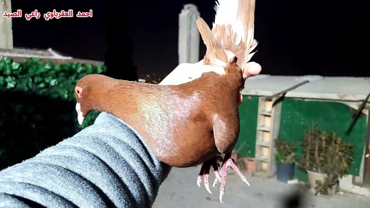 صيد حمام احمر بلدي🔥 شوفو كيف صدنا 