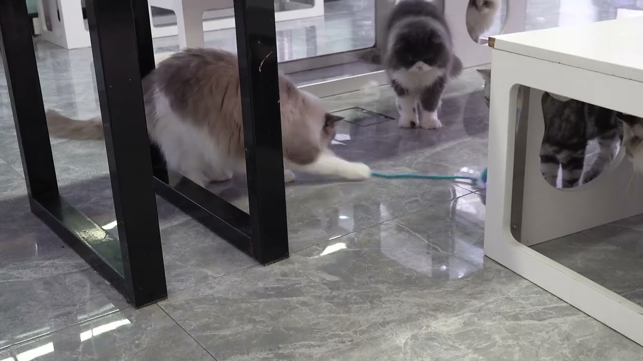 BYONDSELF&reg; Jucarie Interactiva Pentru Pisici