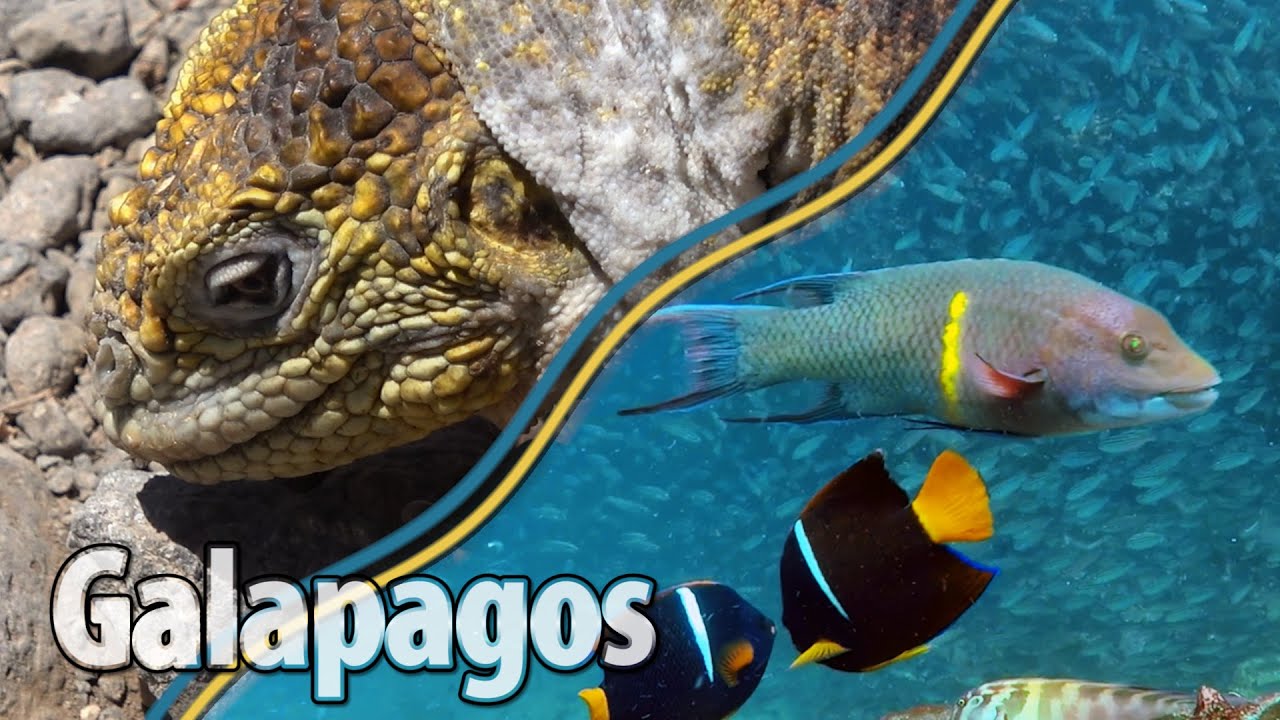 Best of Galapagos: Discover magic moments in Santa Cruz & Isabela║Hiking,  Diving ║cinematic travel