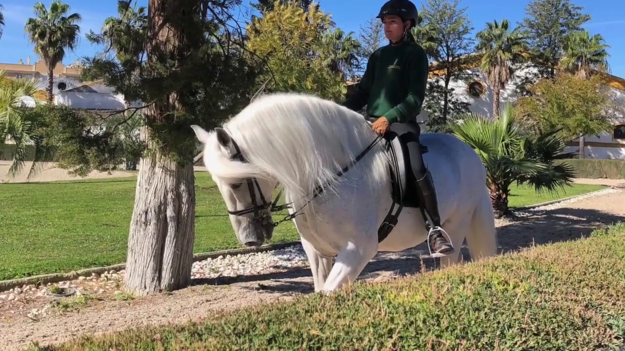 Jerez de la Frontera and the horses!