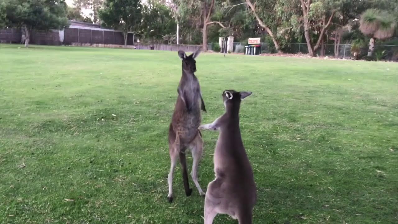 Western Grey Kangaroos in their natural habitat at Yanchep National Park near Perth, Australia.