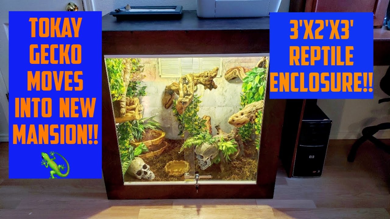 Tokay Gecko Moves Into New Mansion!!! (3'x2'x3')Massive Upgrade!!