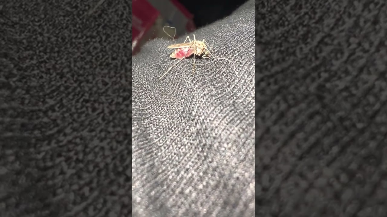Mosquito Sucking Blood