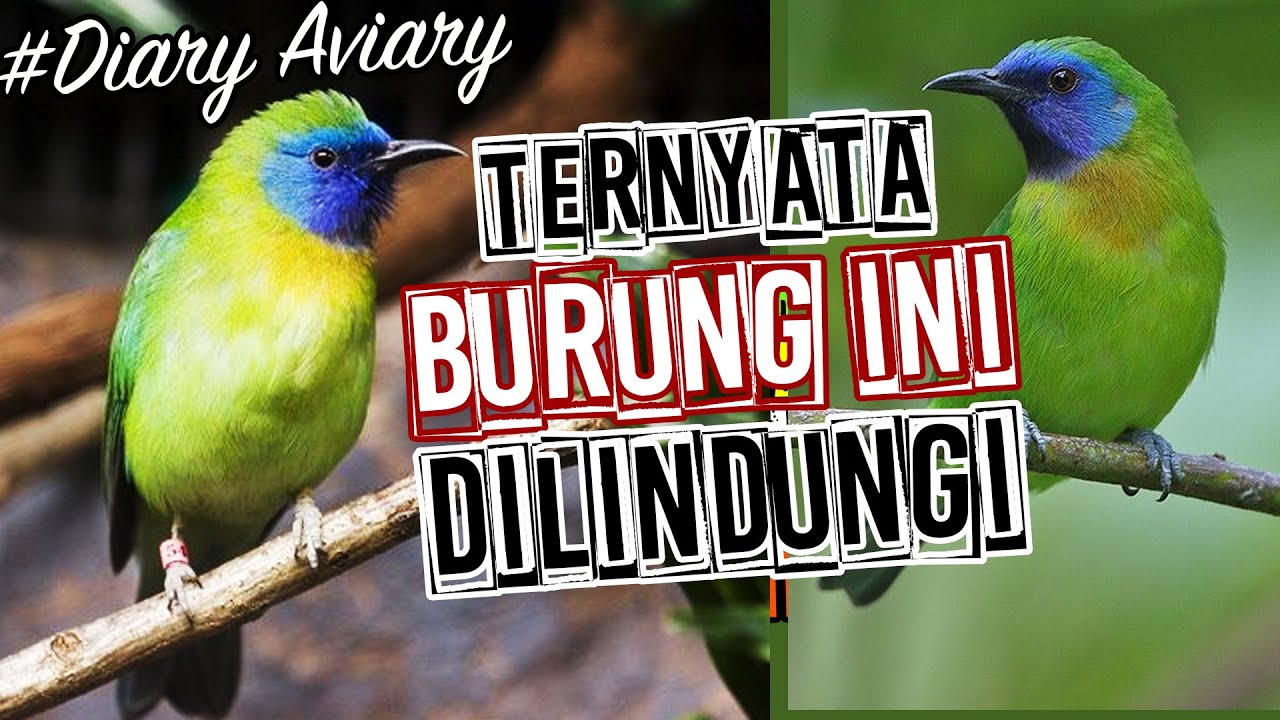 SI BURUNG MUNGIL ENDEMIK SUMATRA YANG TERNYATA DIL1NDUNGI - KAMU HARUS TAU