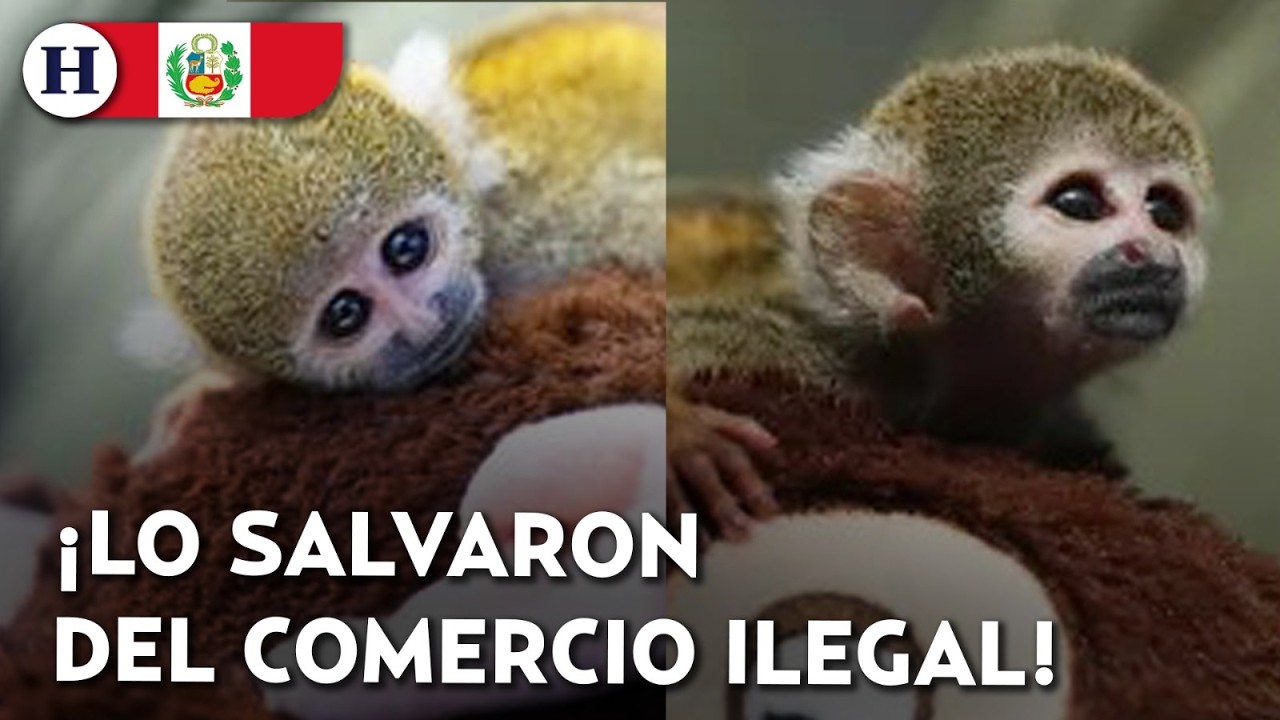 ¡Apareció el Punch peruano! Rescatan a un mono víctima del tráfico silvestre en el Amazonas
