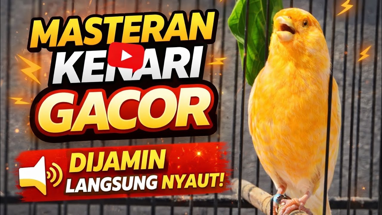 Masteran Kenari Gacor Ngerol Panjang  #kenari #kenarigacor  #kenarimania #kenaripaud 