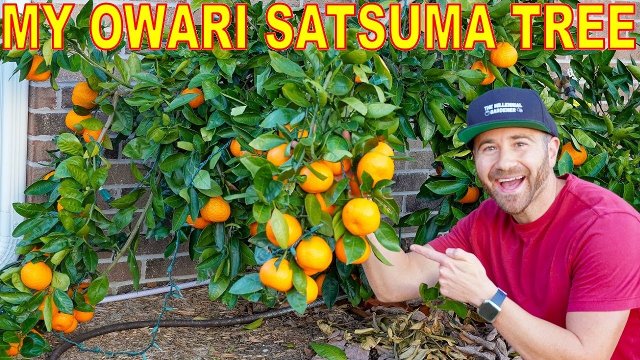 They Said I Couldn't GROW CITRUS In North Carolina…