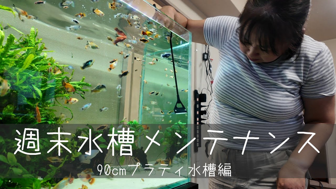 90cmプラティ水槽メンテナンス🐟 今週もしっかり掃除します！！【水槽メンテナンスシリーズ #11】