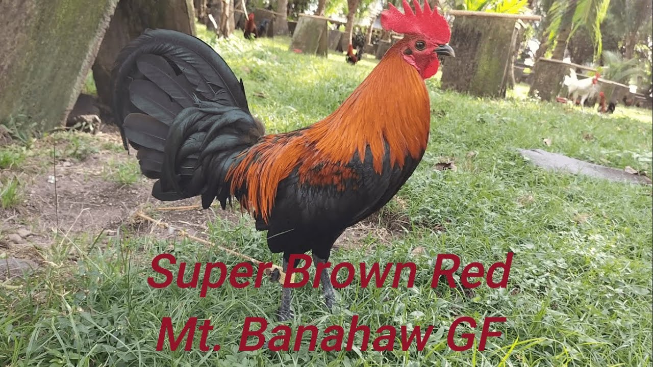 Super Brown Red Mt. Banahaw Gamefarm