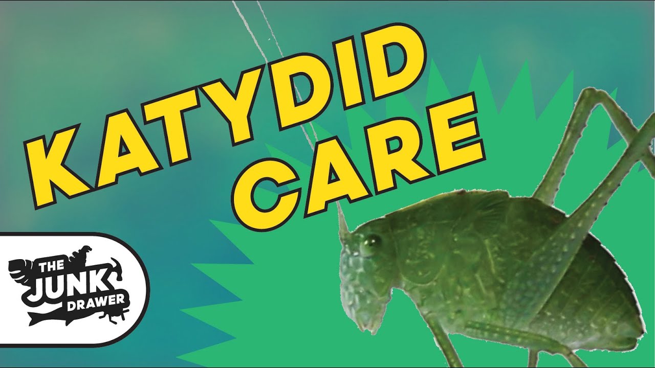 Pet Katydid! - Facts and Care