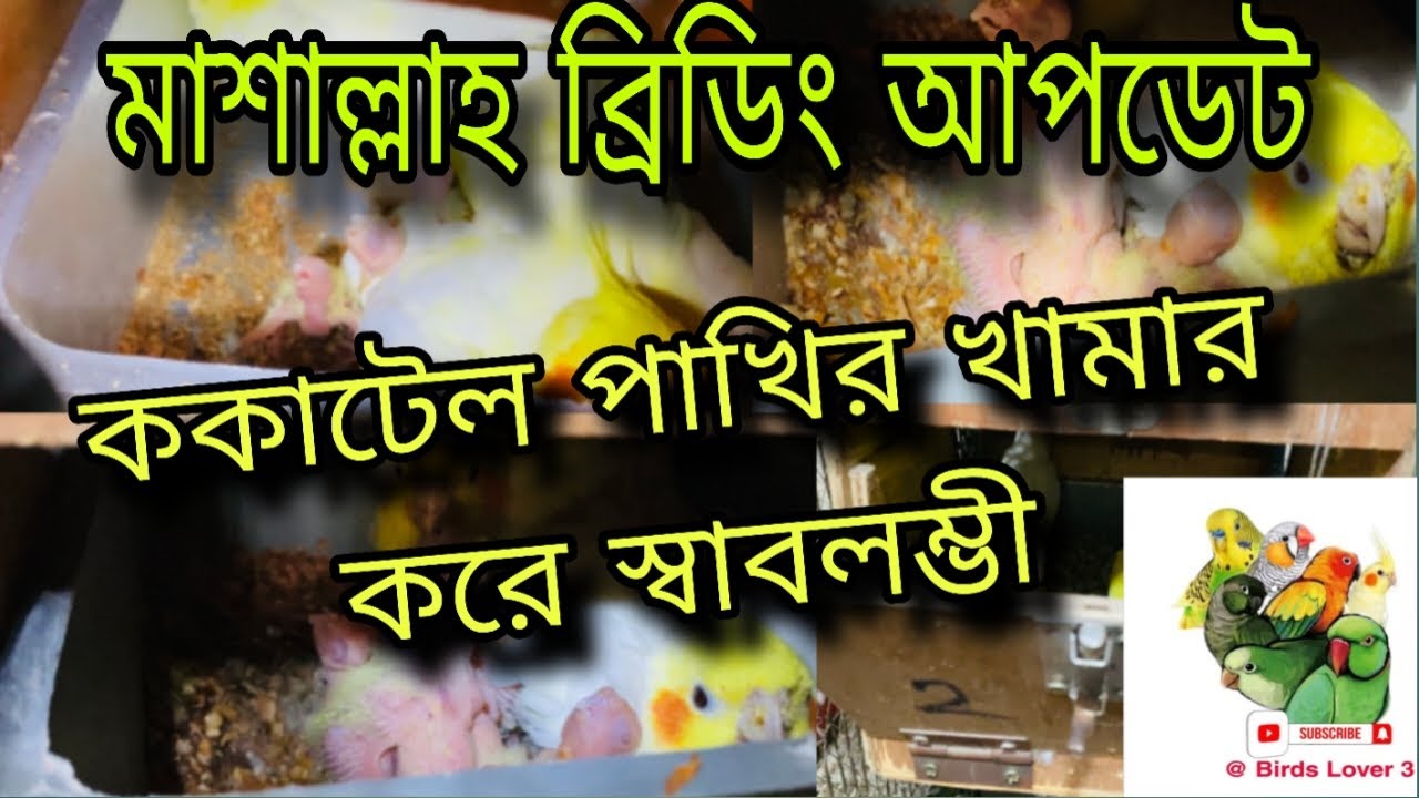 লুটিনো ককাটেল পাখির খামার | বাড়ির ছাদে পাখির খামার পদ্ধতি | Cockatiel Birds Farm| ককাটেল পাখির খামার
