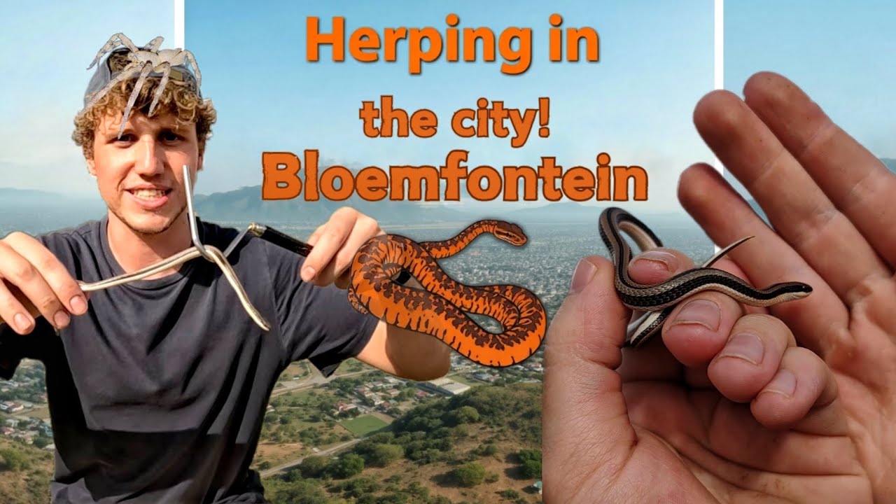 Snakes in the City! Herping in Bloemfontein!!
