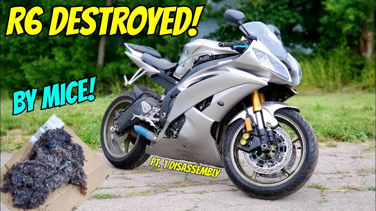FIXING a 2008 R6 DESTROYED by MICE! (Pt. 1 the Teardown)