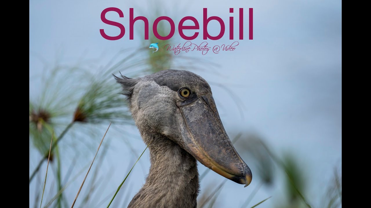 My encounter with Shoebill Storks in Uganda