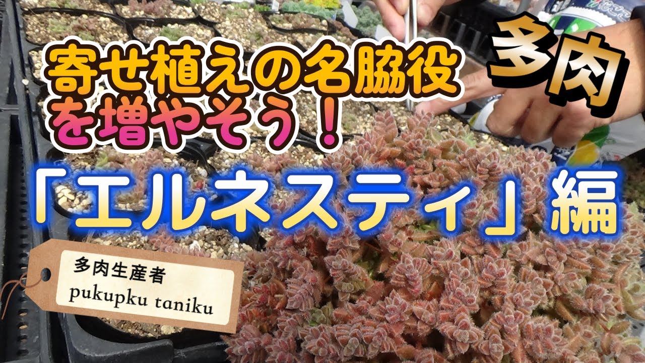 寄せ植えの名脇役を増やそう【エルネスティ編】　多肉生産者「pukupuku taniku」