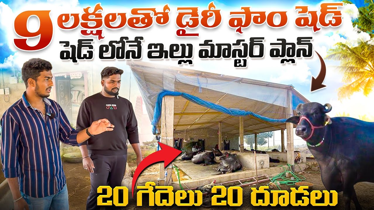 9 లక్షలతో డైరీ ఫామ్ షెడ్ || Dairy farm Shed Construction 