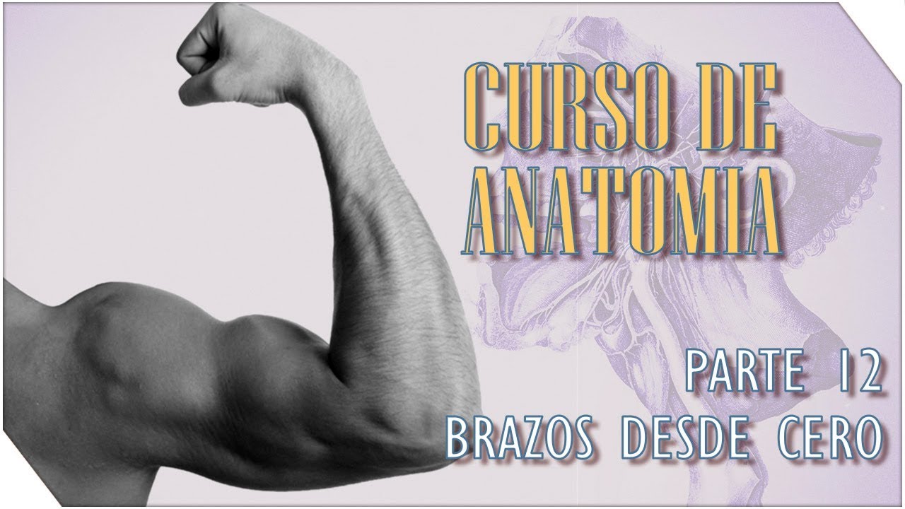 Tutorial - Como hacer un brazo desde cero en Zbrush | Curso de Anatomia #12 | Sergio Hualde