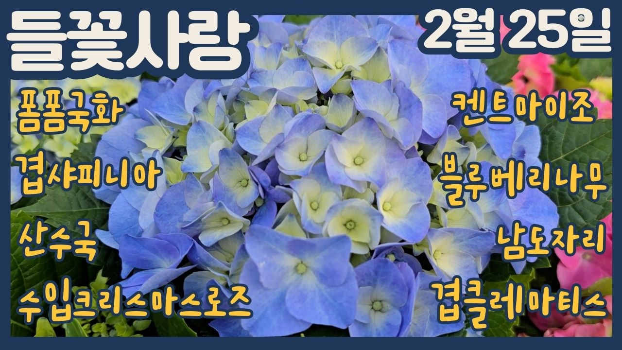 🌸들꽃사랑 2월25일 #폼폼국화 #비에비타 #켄트마이조 #블루베리 #남도자리 #겹샤피니아 #수입크리스마스로즈 #산수국 #산토리수국 #슈퍼벨 #앵초 #클레마티스 #gardening
