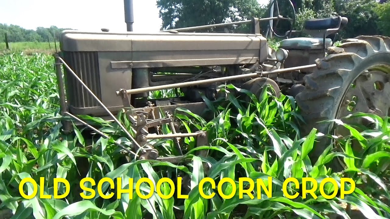 Can late June Corn make a good ear?
