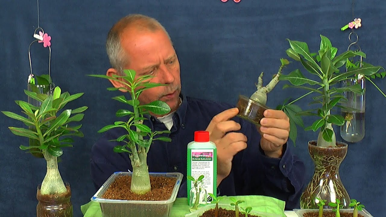 Wüstenrosen Spezial