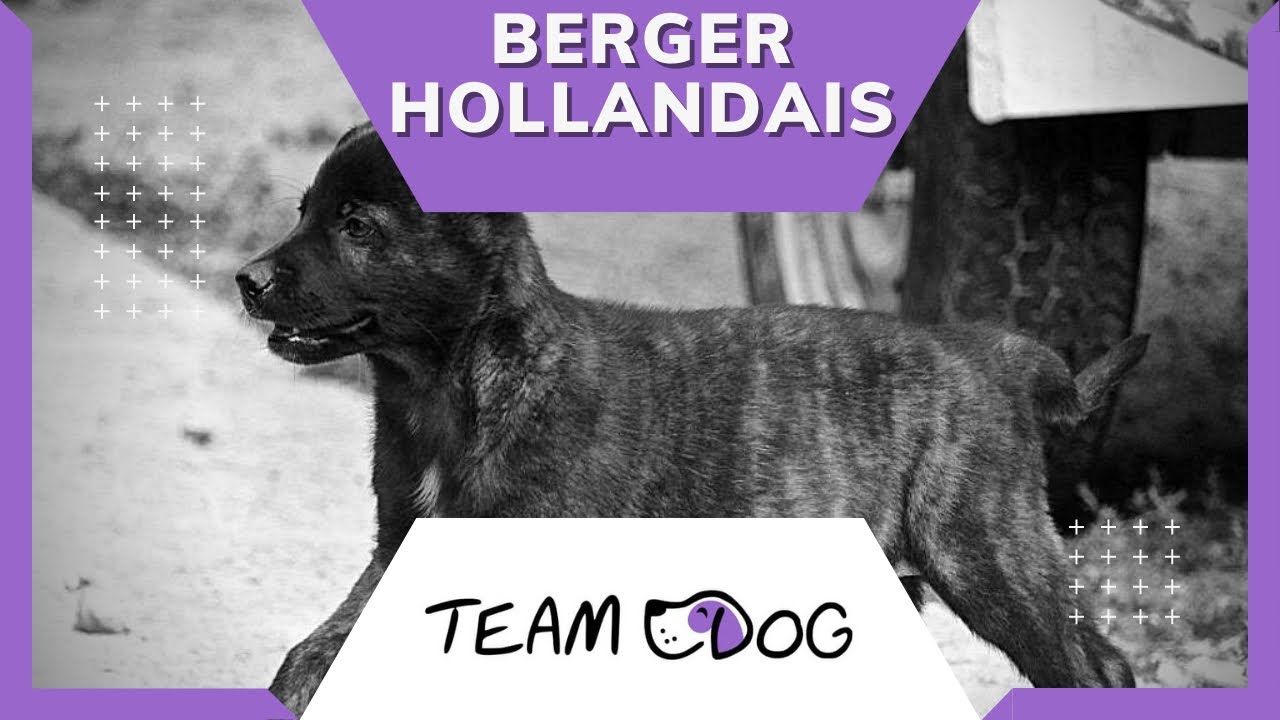 Première rencontre avec mon nouveau chien  BERGER HOLLANDAIS !!!!!