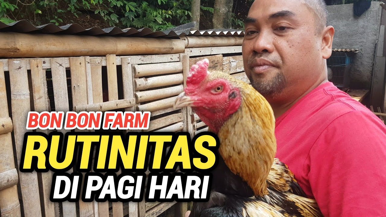 Aktifitas Pagi Hari di Kandang Bon Bon Farm | Kasih Makan Ayam Kesayangan #bonbonfarm #ayambangkok