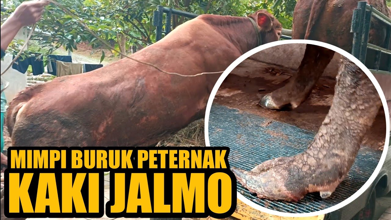 Penyebab Kaki sapi Jalmo / Mentul & Cara Merawatnya