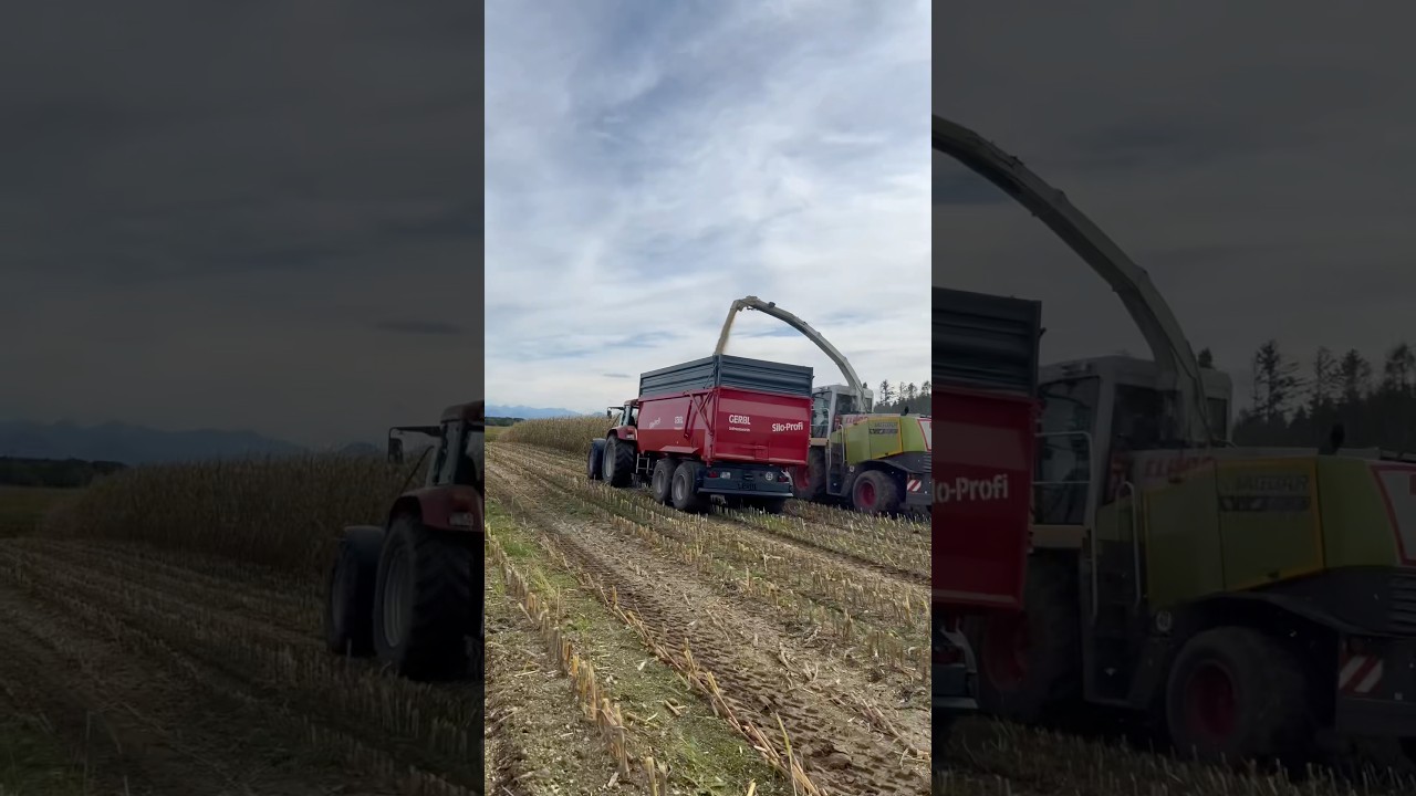 #2024 #agrarvideo #farming #landwirtschaft #case #claasjaguar