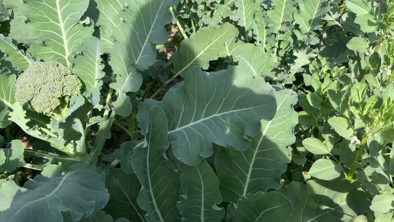  HINGGOL GI ENSANG NAPI ||🍀☘️🌿🌱||